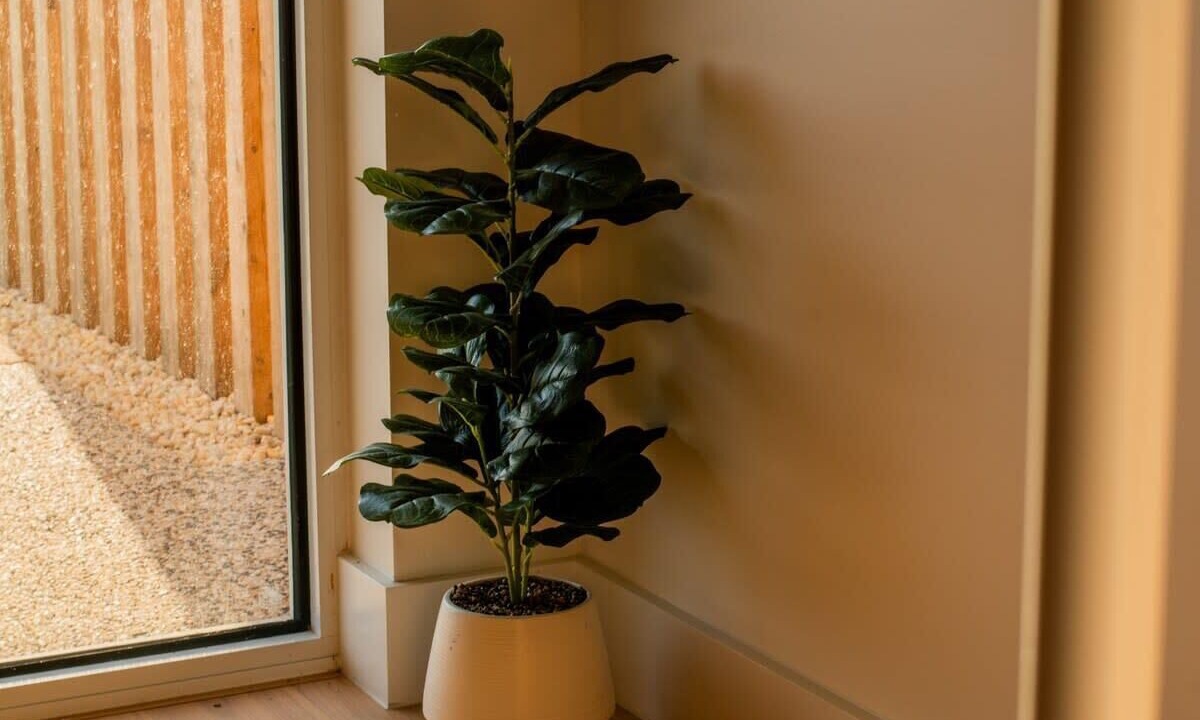 Photo of Others in Port Noarlunga South