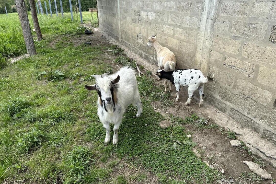 Photo of Others in Tartas