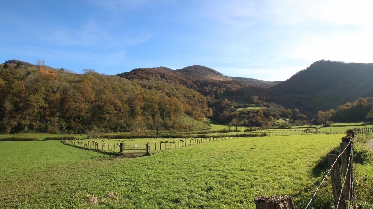 Photo of Outdoor in Hosta