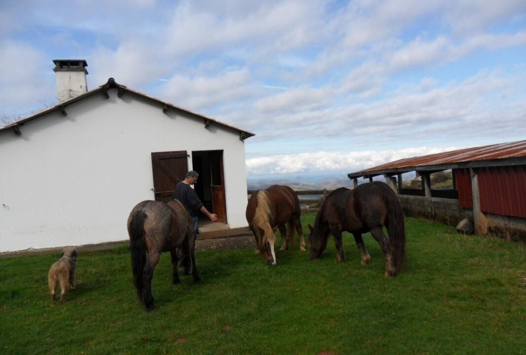 Photo of Outdoor in Hosta