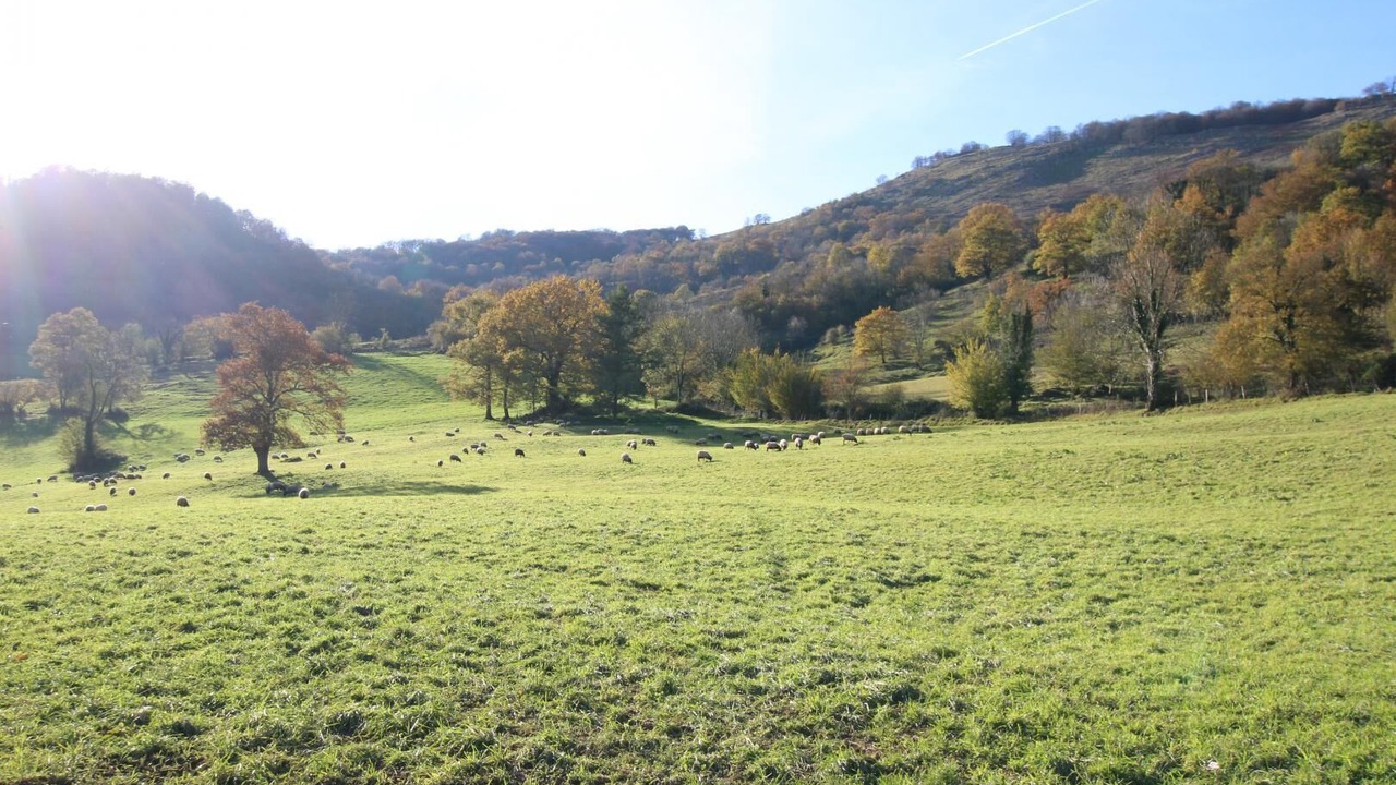 Photo of Outdoor in Hosta