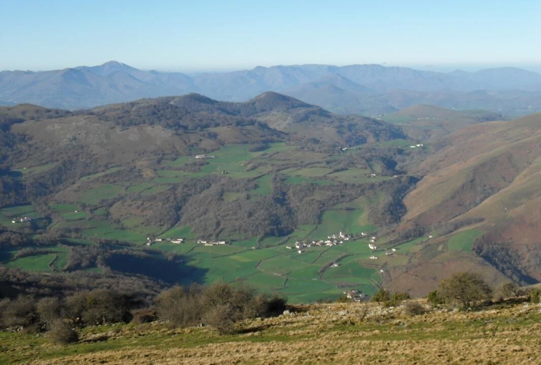 Photo of Others in Hosta