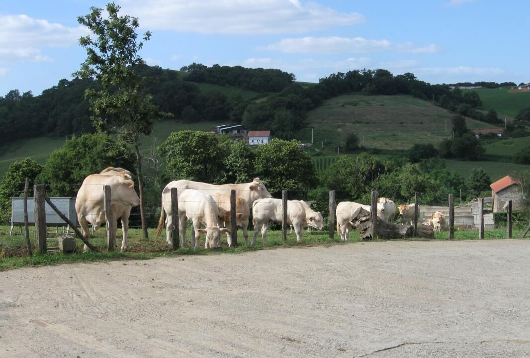 Photo of Outdoor in Mendionde