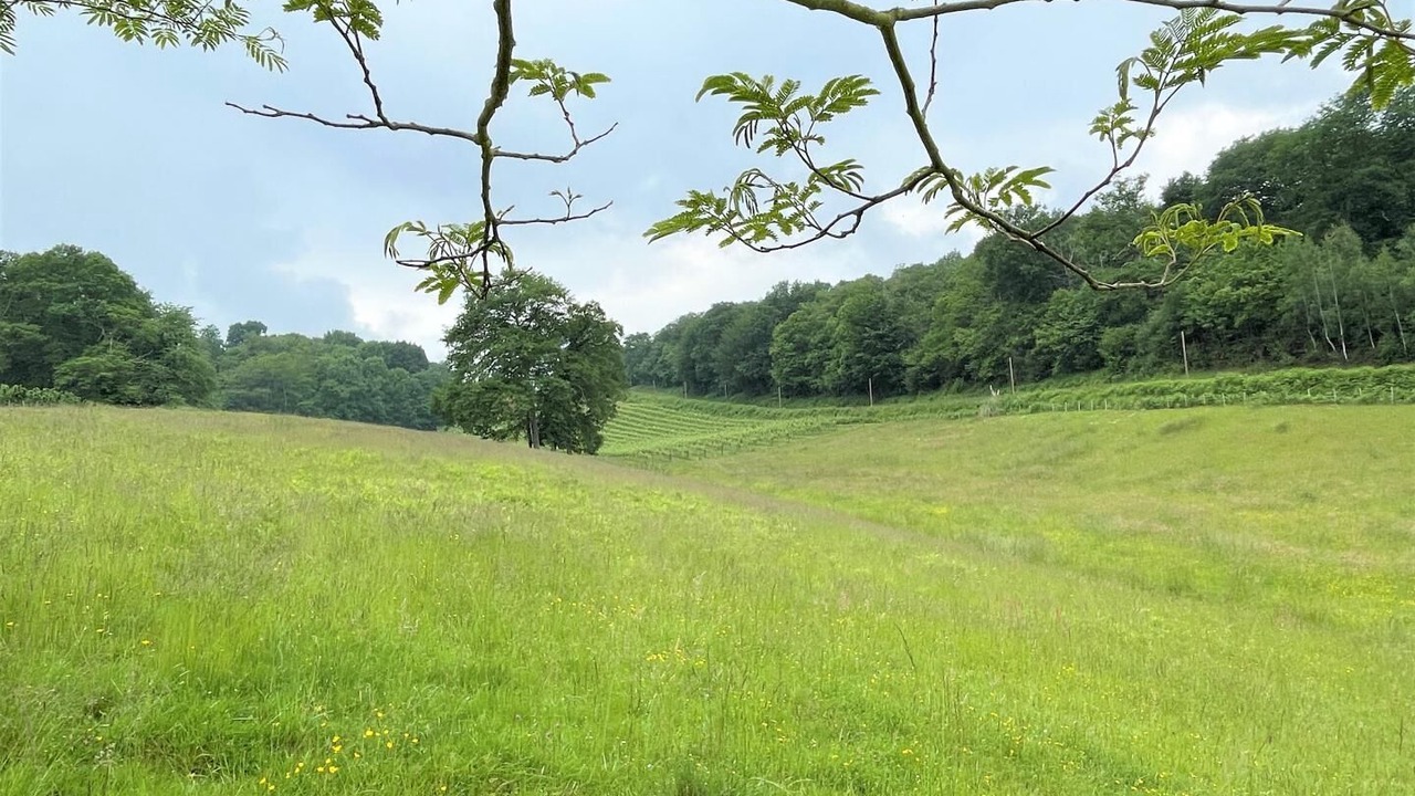 Photo of Others in Monein