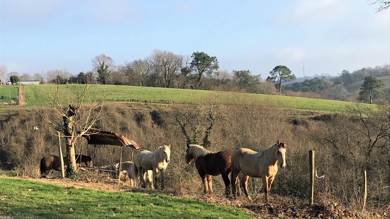 Photo of Others in Saint-Girons-en-Bearn