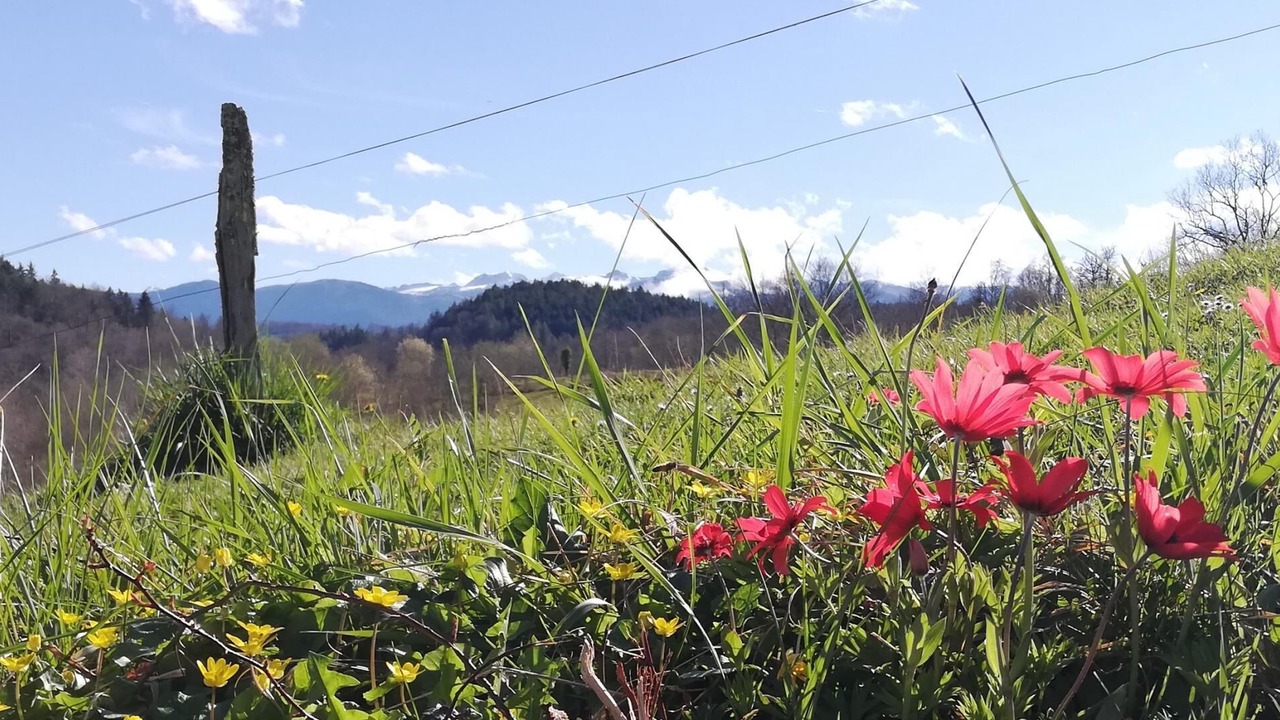 Photo of Outdoor in Lasseube