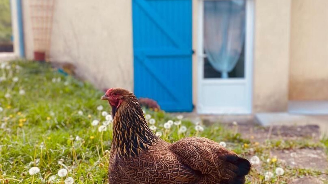 Photo of Outdoor in Lasseube