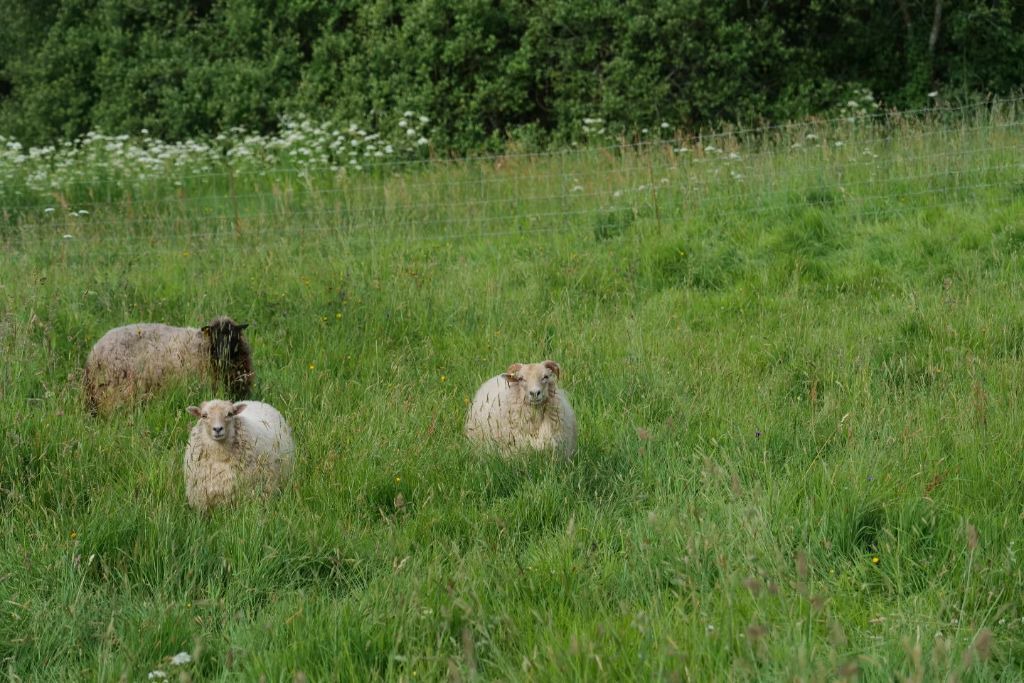Photo of Others in Plougonven