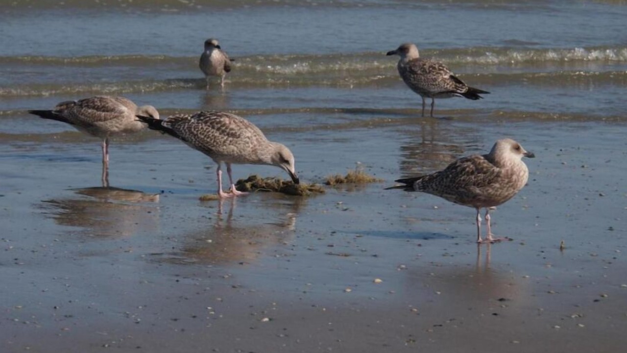 Photo of Others in Bray-Dunes