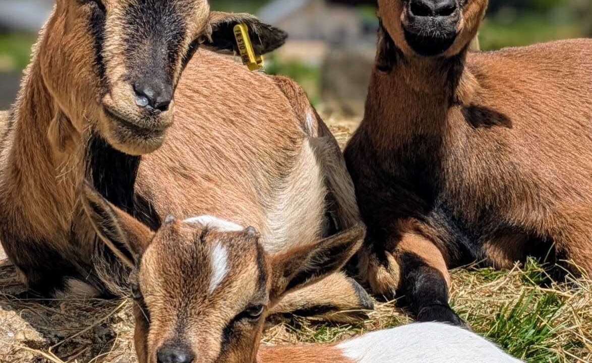 Photo of Others in Pugny-Chatenod