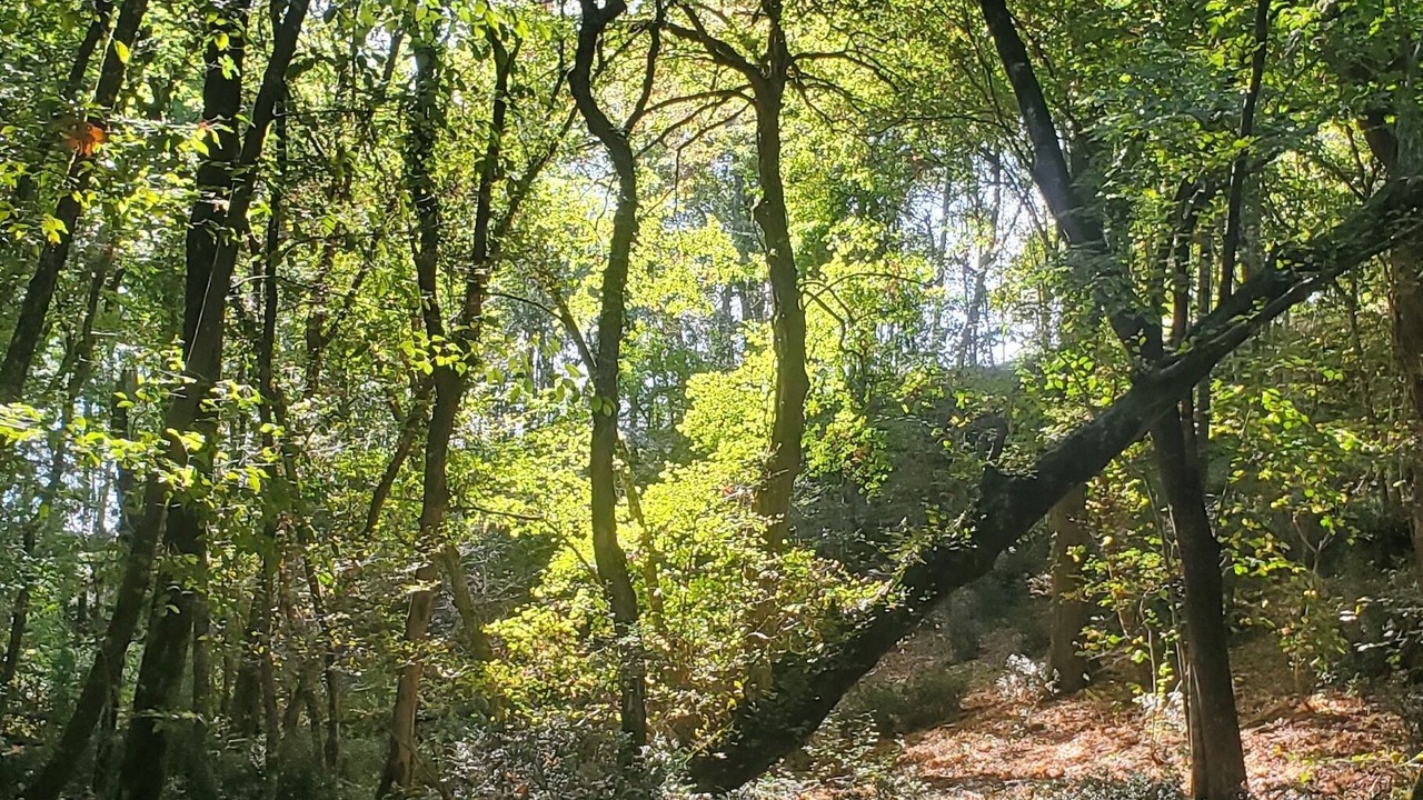 Photo of Others in Tournon-d'Agenais