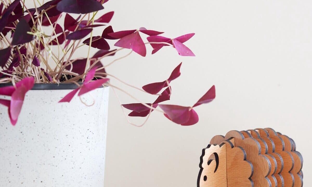 Photo of Others in Collingwood North