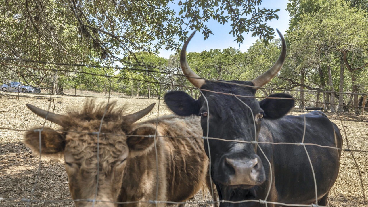 Photo of Others in Austin