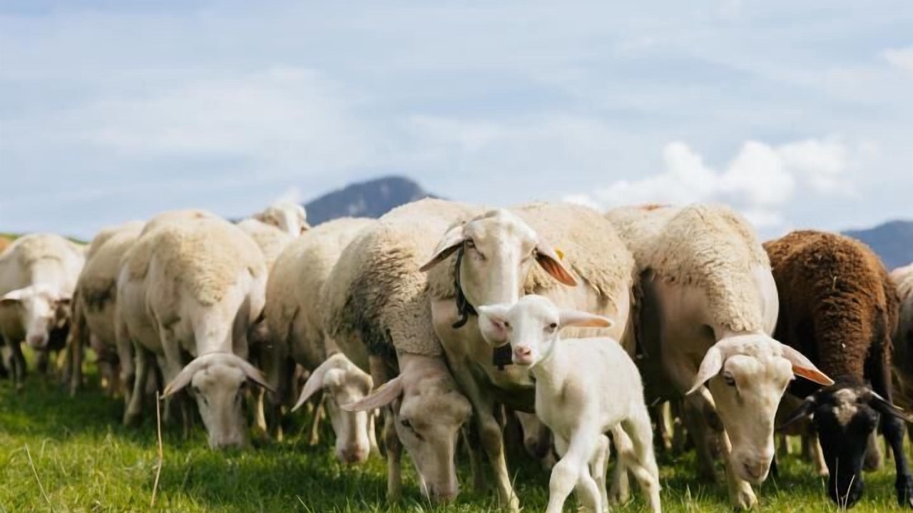 Photo of Others in Saint-Pierre-de-Genebroz