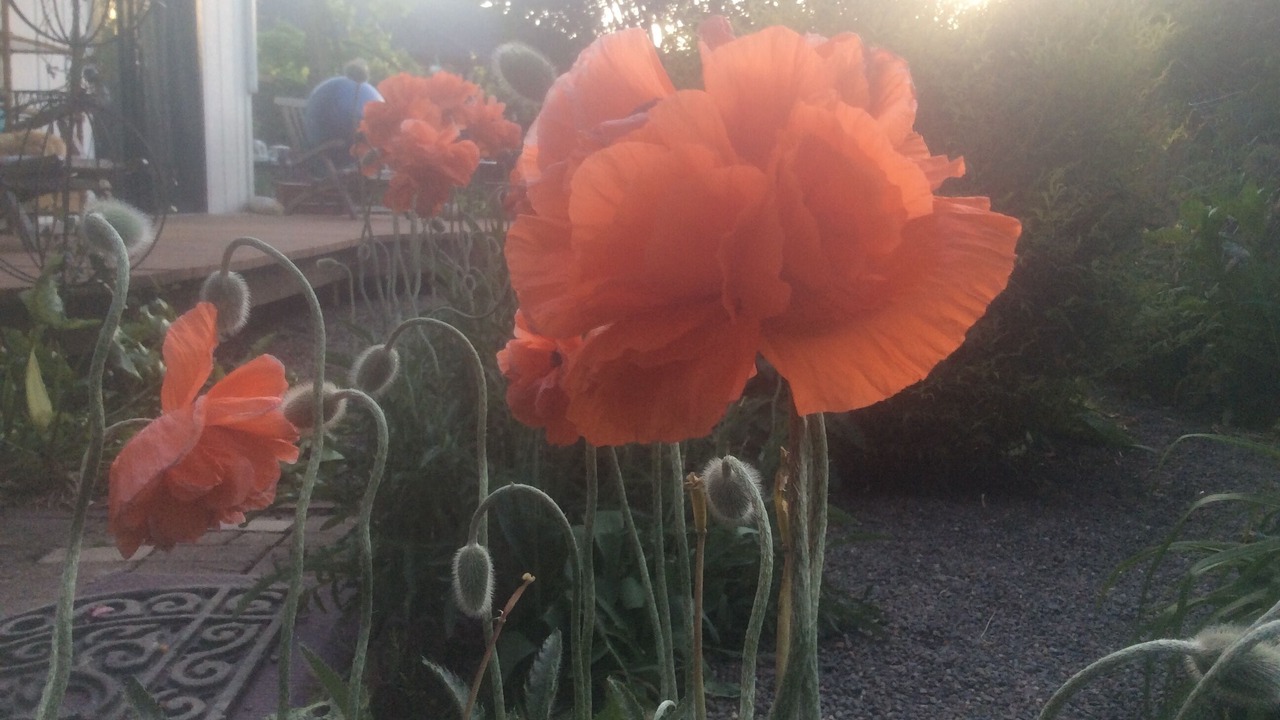 Photo of Outdoor in Talent