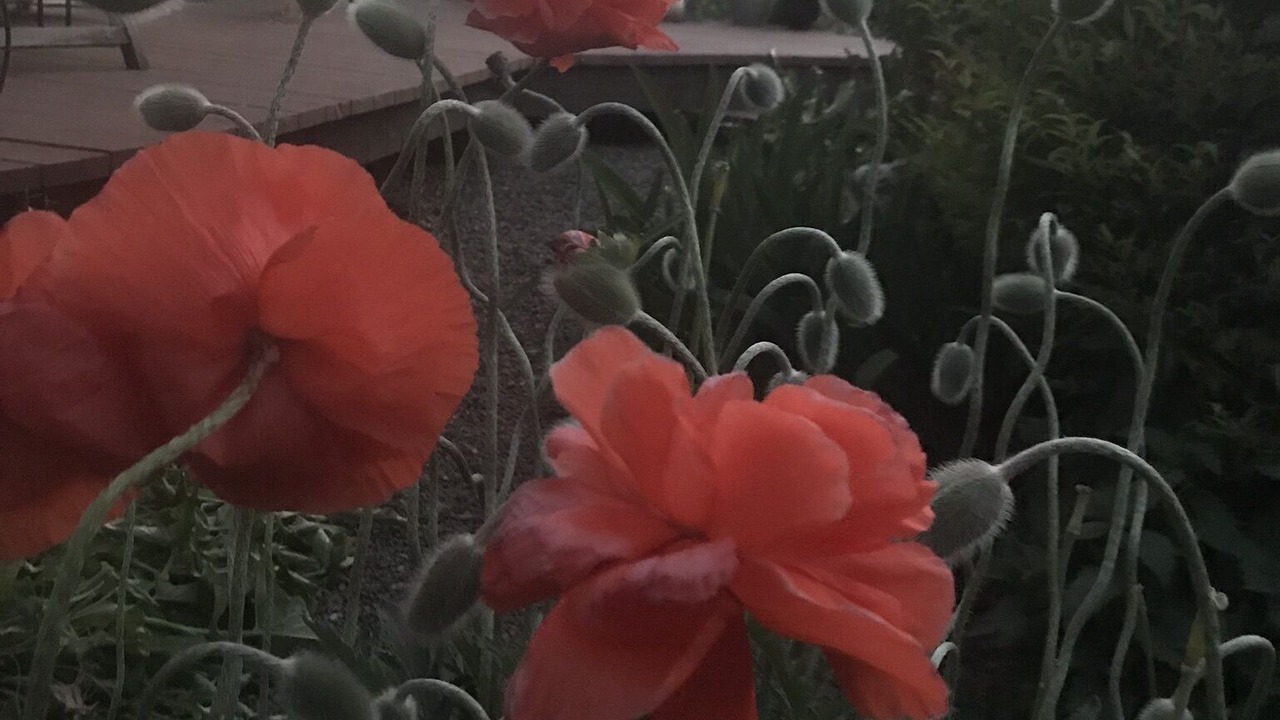 Photo of Outdoor in Talent