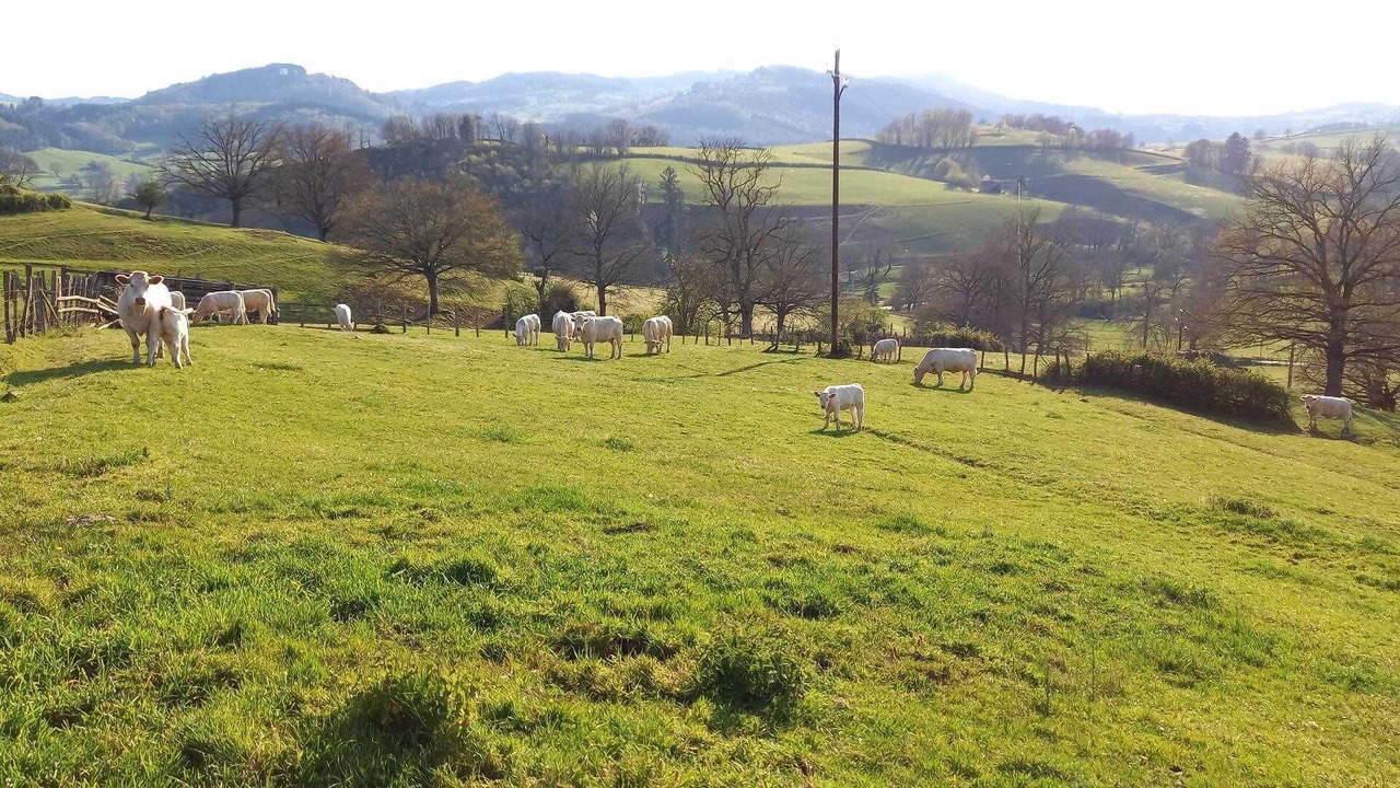 Photo of Others in Trambly