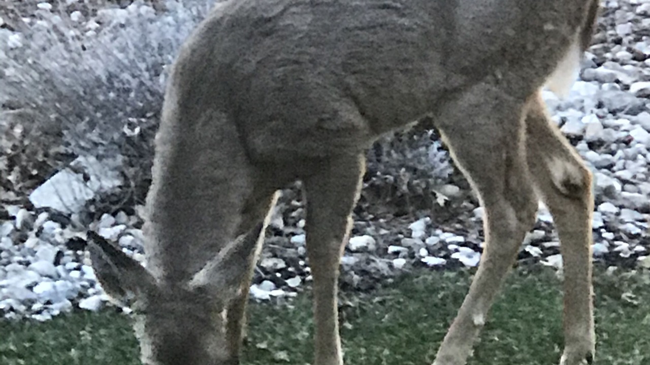 Photo of Outdoor in Idlewild