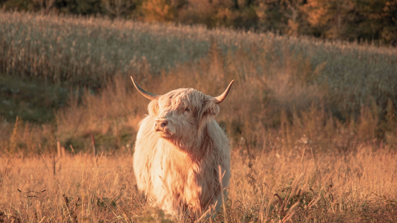 Photo of Others in Woodman