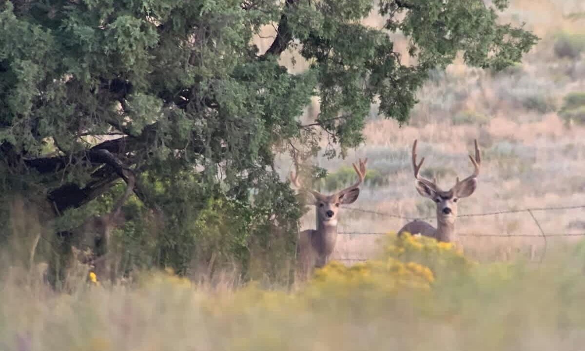 Photo of Others in Folsom
