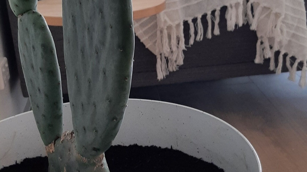 Photo of Others in Yarrawonga