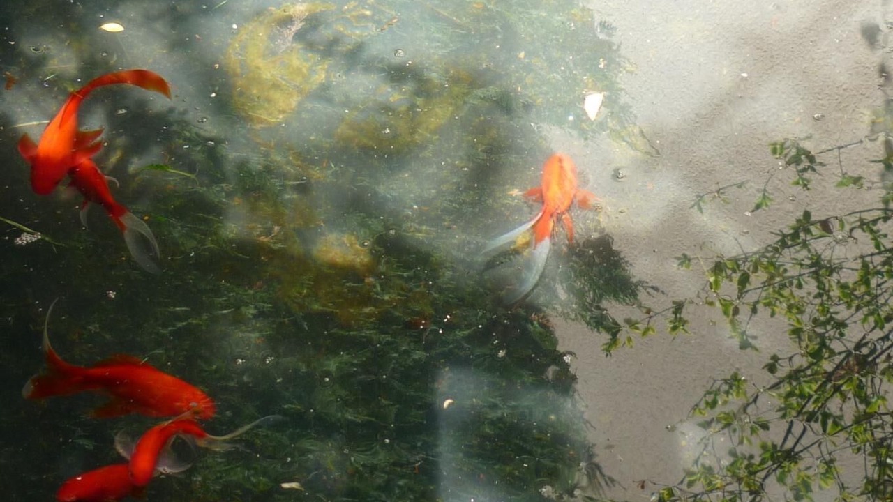 Photo of Others in Cormatin