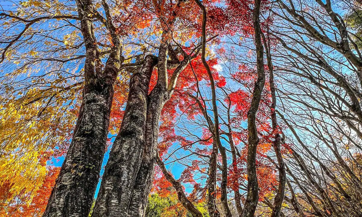 Photo of Others in Mount Wilson