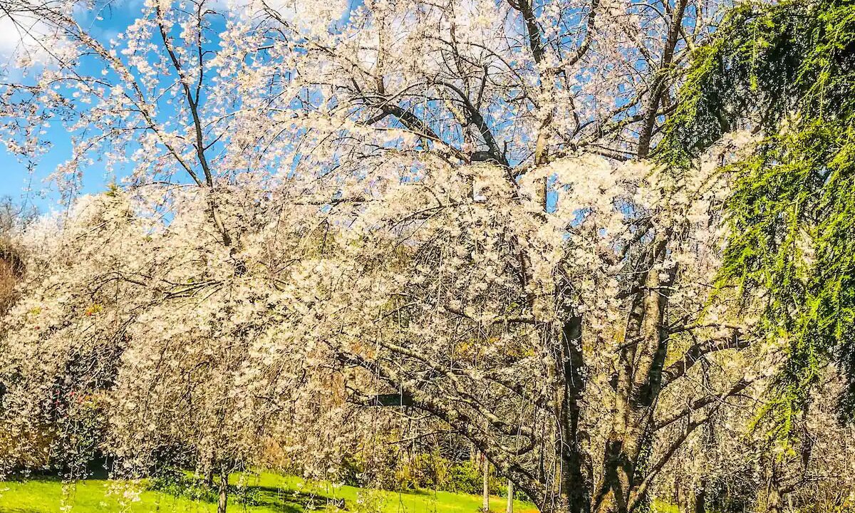 Photo of Outdoor in Mount Wilson