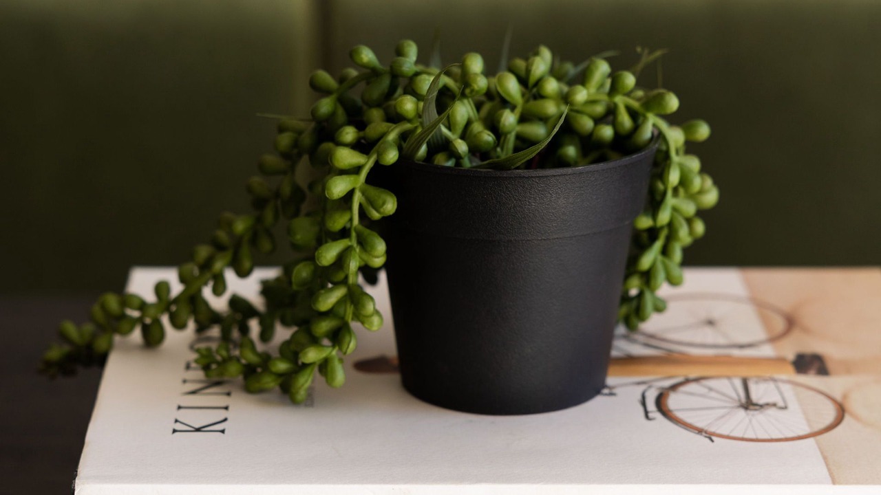 Photo of Others in Alexandria