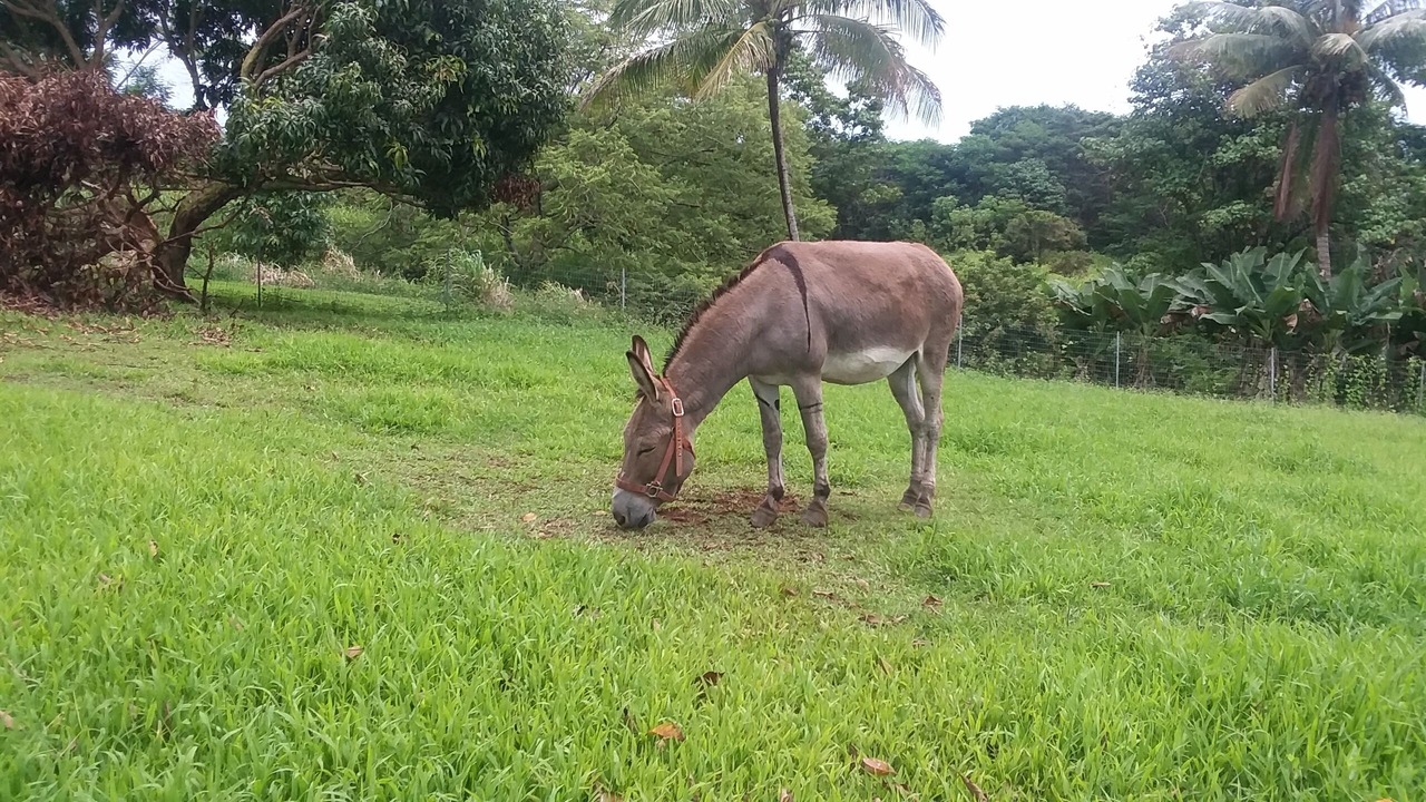 Photo of Others in Papaikou