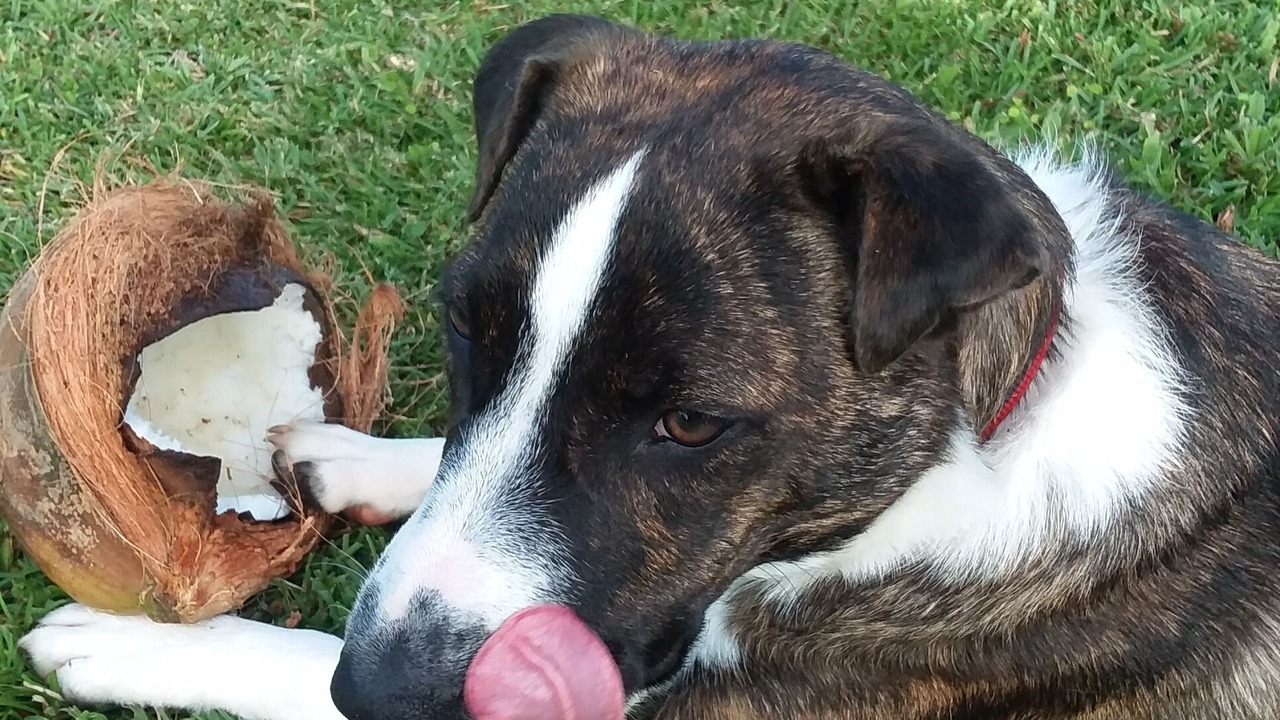 Photo of Others in Papaikou