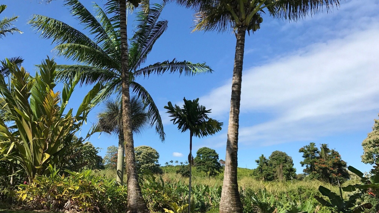 Photo of Outdoor in Papaikou