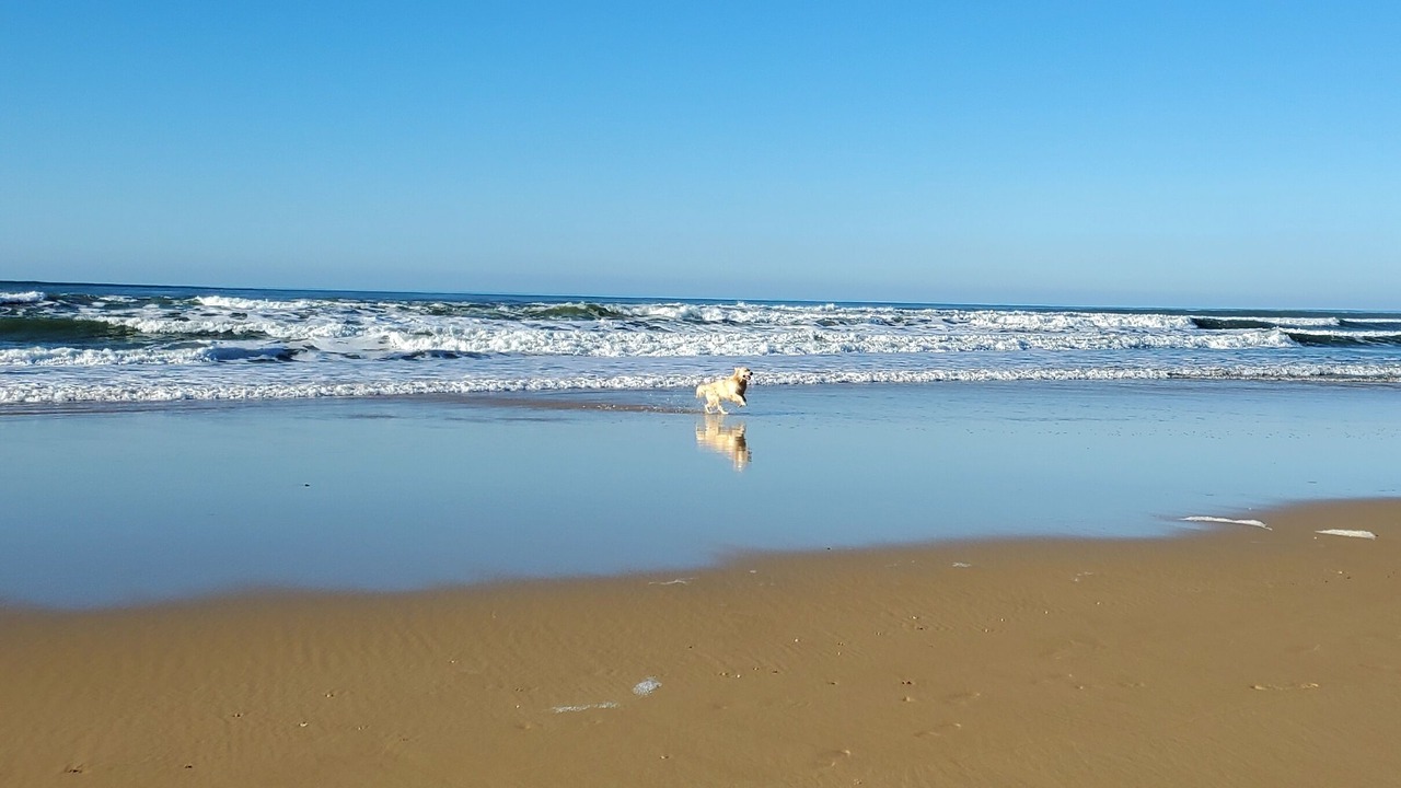Photo of Others in Biscarrosse Plage