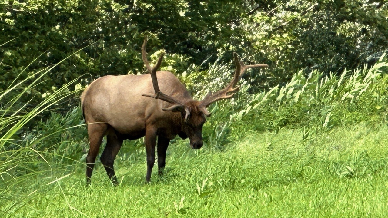 Photo of Outdoor in Benezette