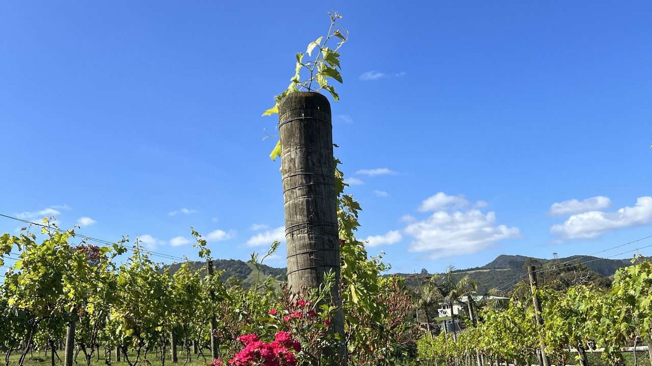 Photo of Outdoor in Kaitaia