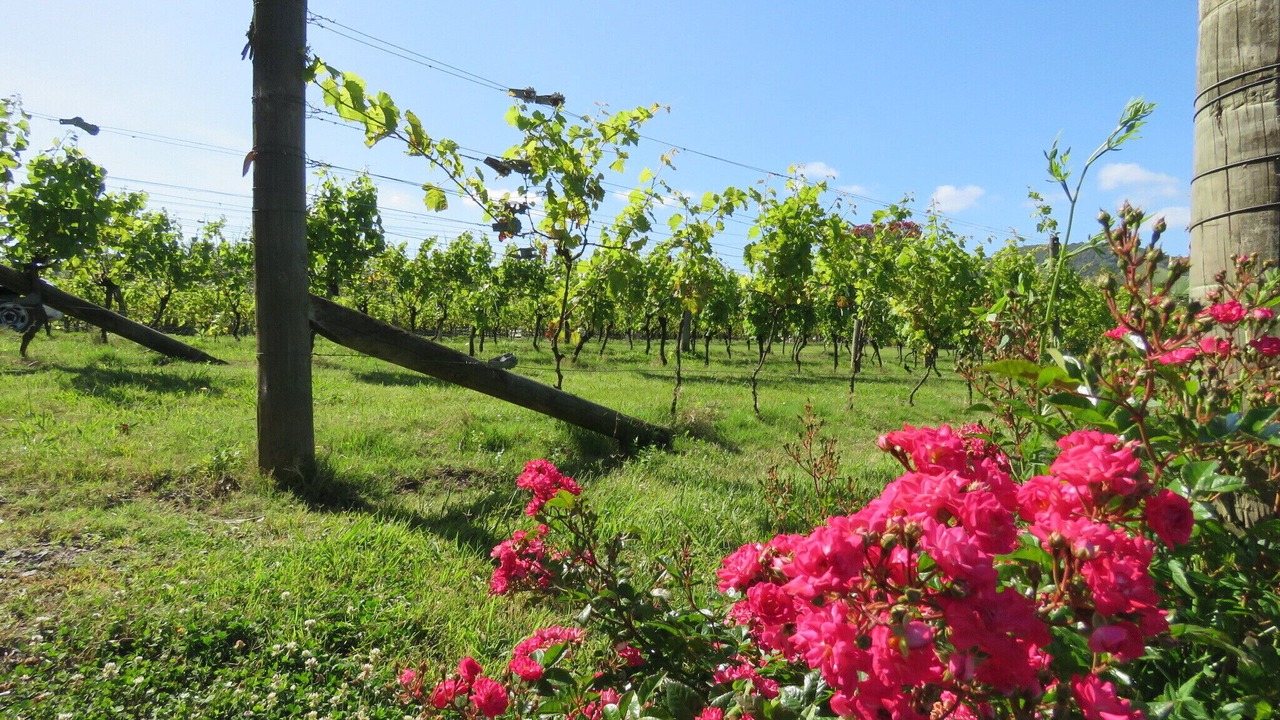Photo of Outdoor in Kaitaia