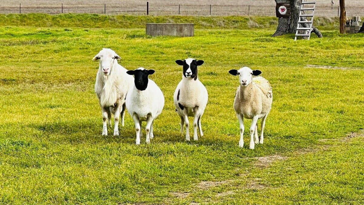 Photo of Others in Boerne
