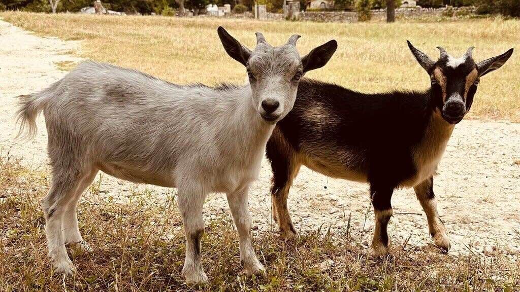 Photo of Others in Boerne