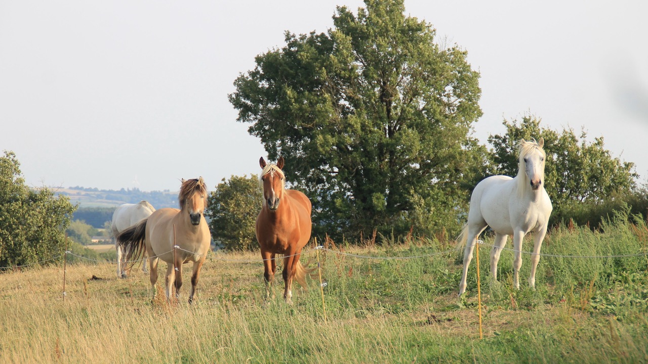 Photo of Outdoor in Saint-Cirgue
