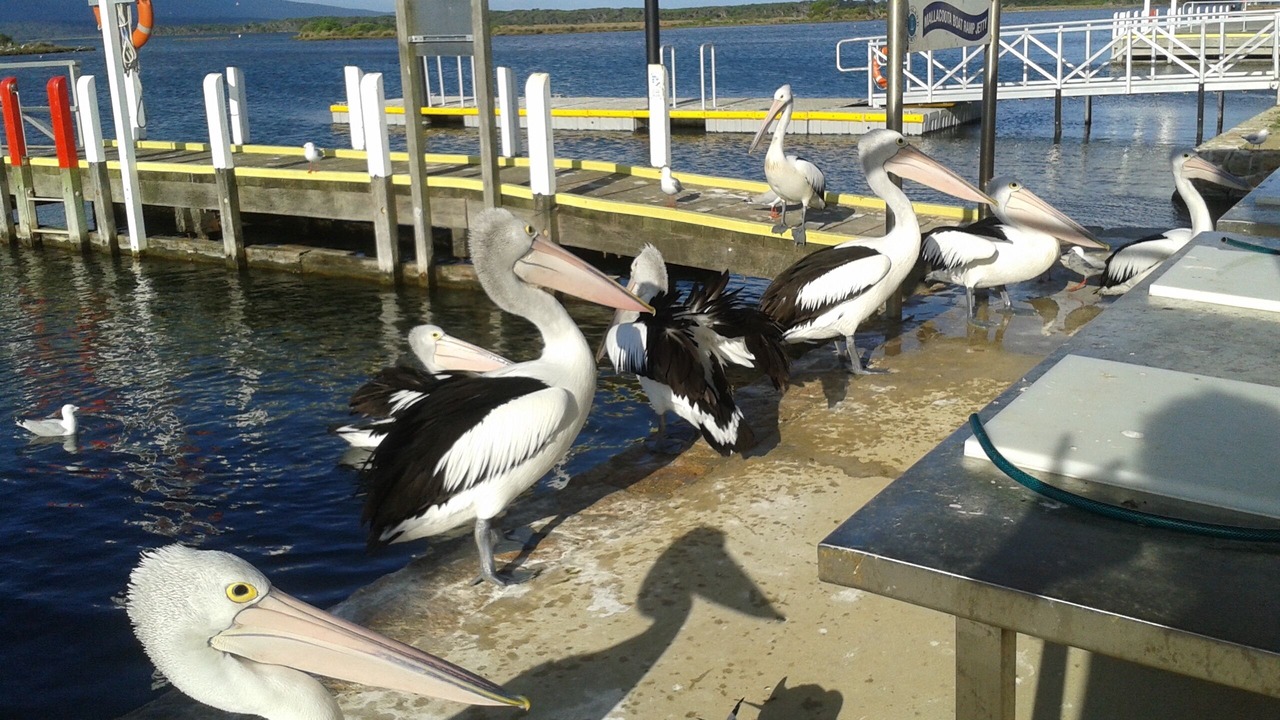 Photo of Others in Mallacoota