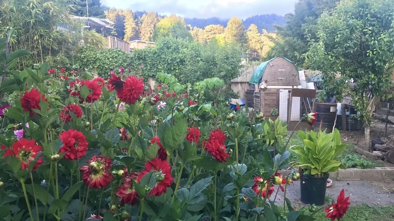 Photo of Outdoor in Arcata