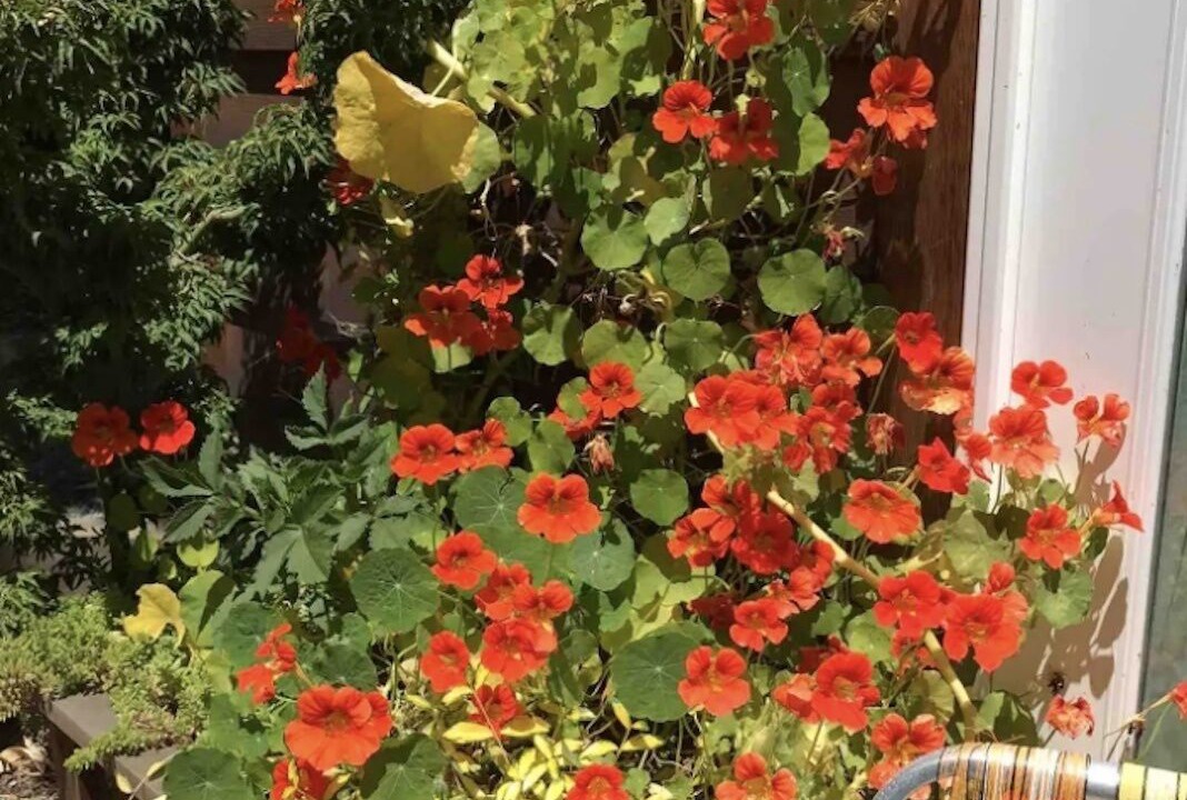 Photo of Outdoor in Arcata