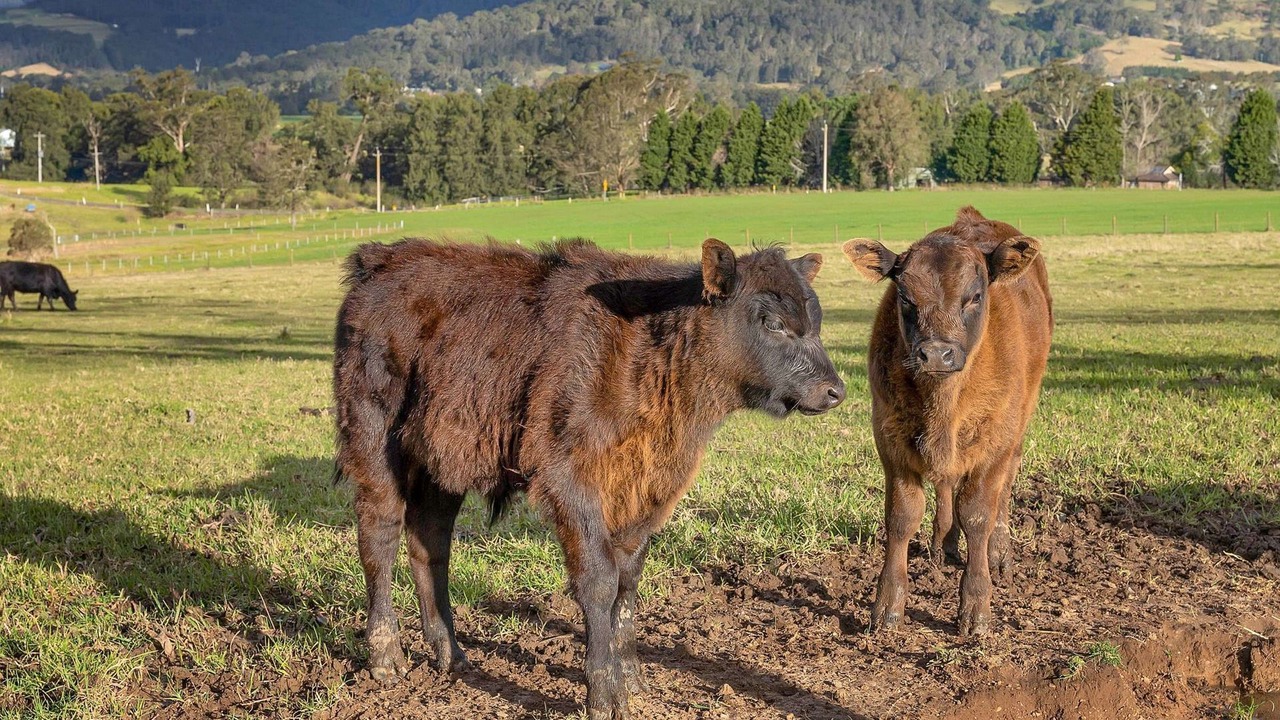 Photo of Others in Barrengarry