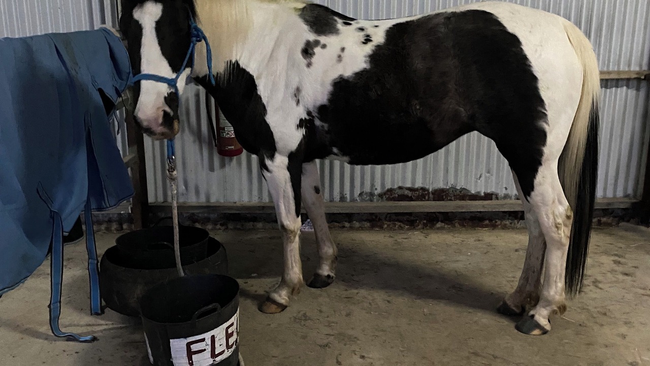 Photo of Others in Beechworth