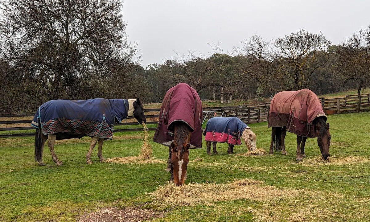Photo of Others in Beechworth