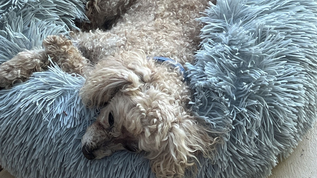 Photo of Others in Beechworth