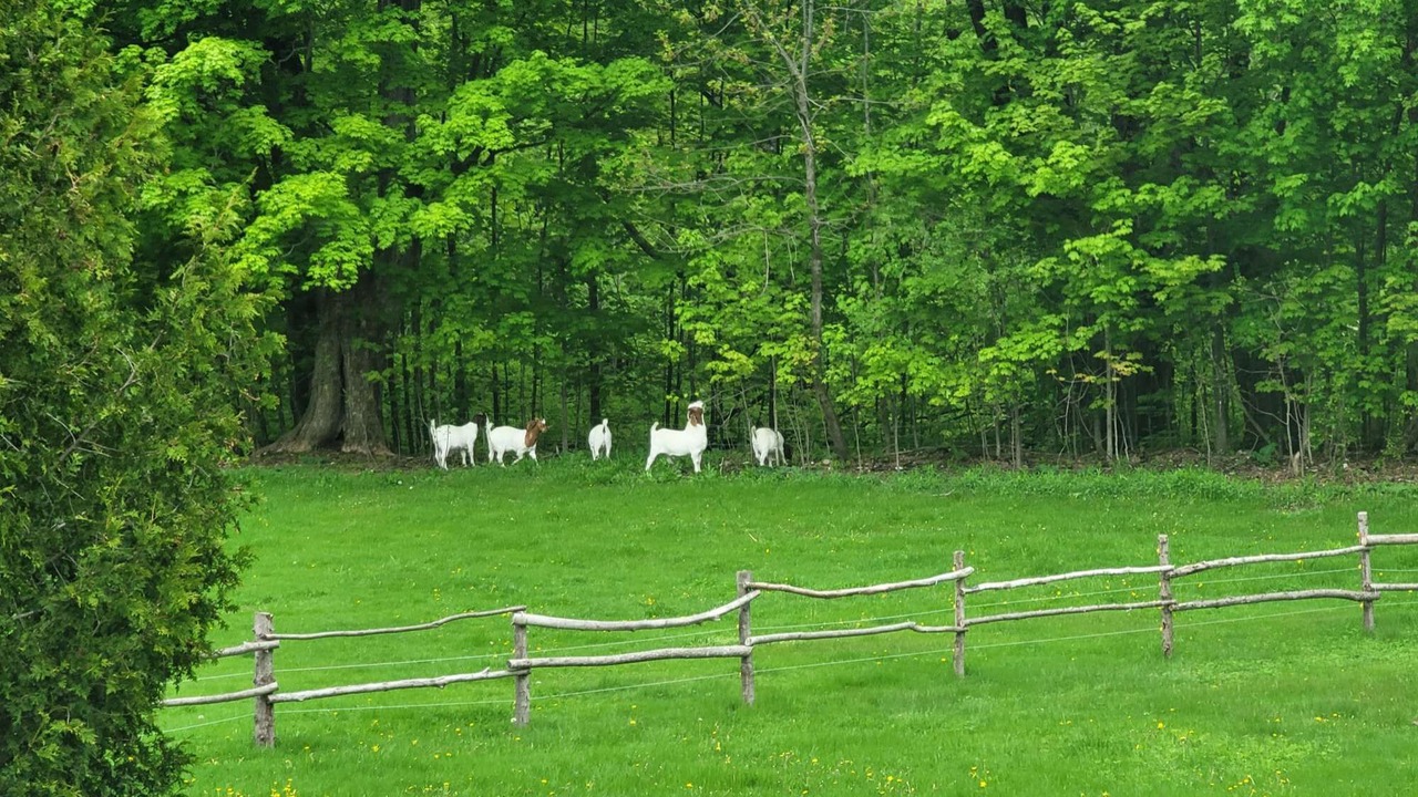 Photo of Others in Oro-Medonte