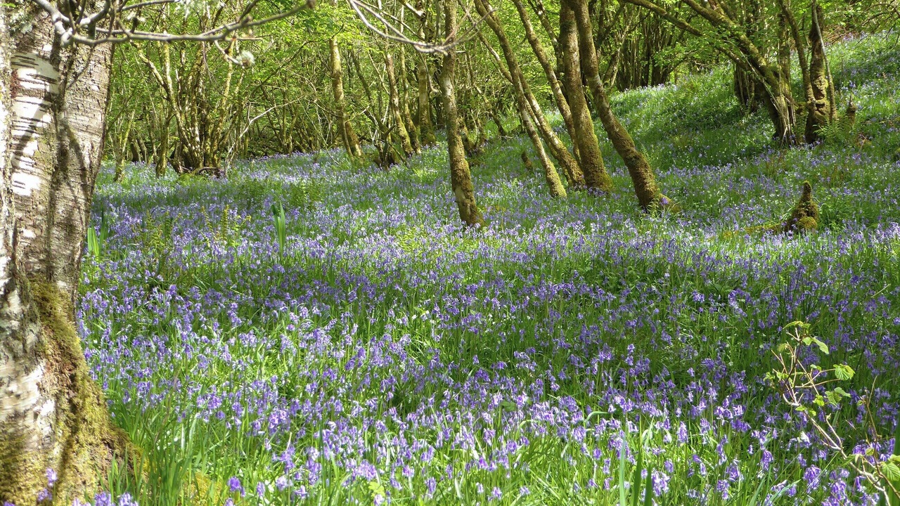 Photo of Others in Dalmally