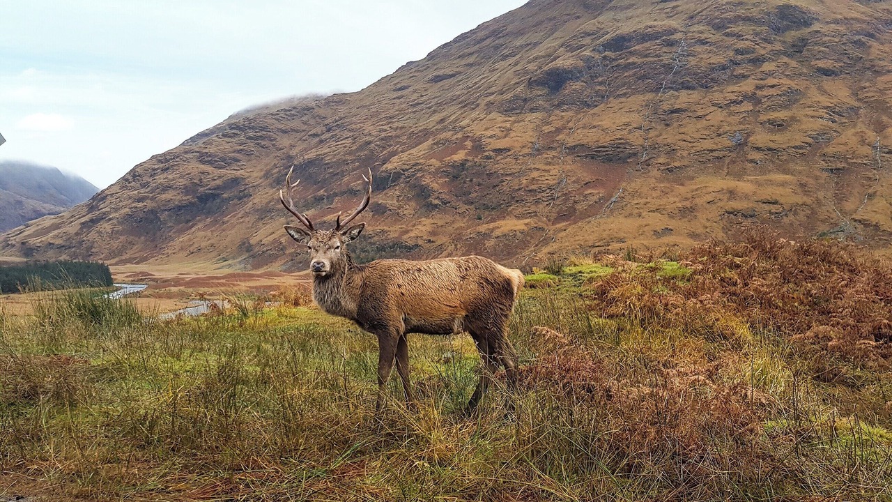 Photo of Others in Dalmally