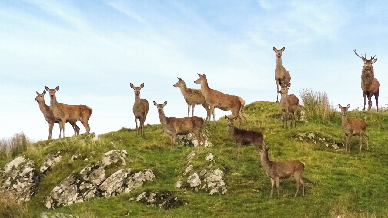 Photo of Others in Dalmally